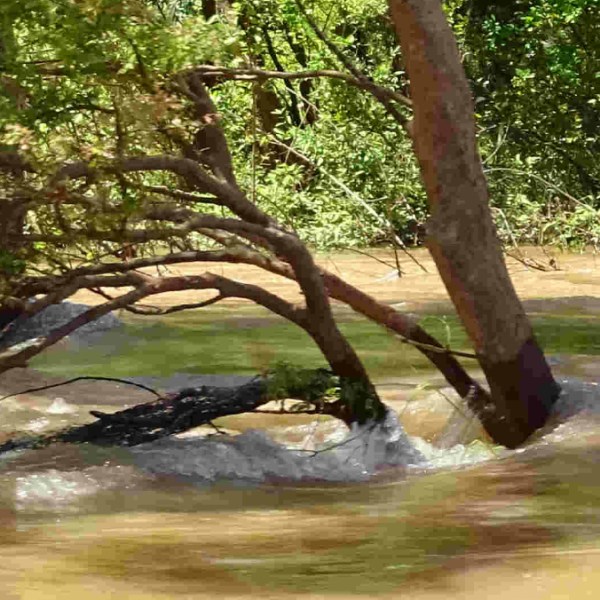 Verdronken bomen in de Mekong, Stung&nbsp;Treng