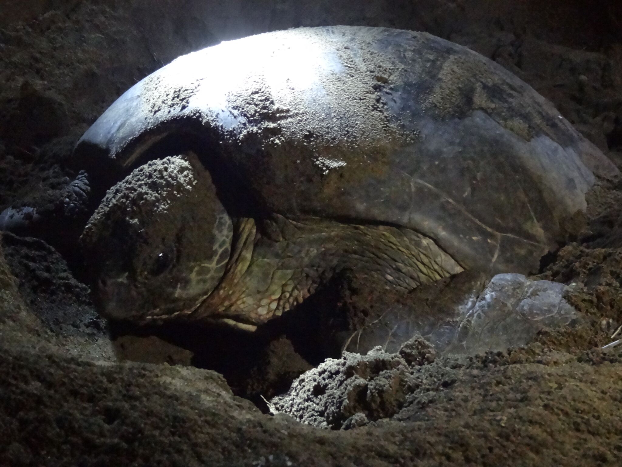 Moedr schildpad kruipt 's avonds het strand op en graaft een grote kuil om haar eieren te leggen.