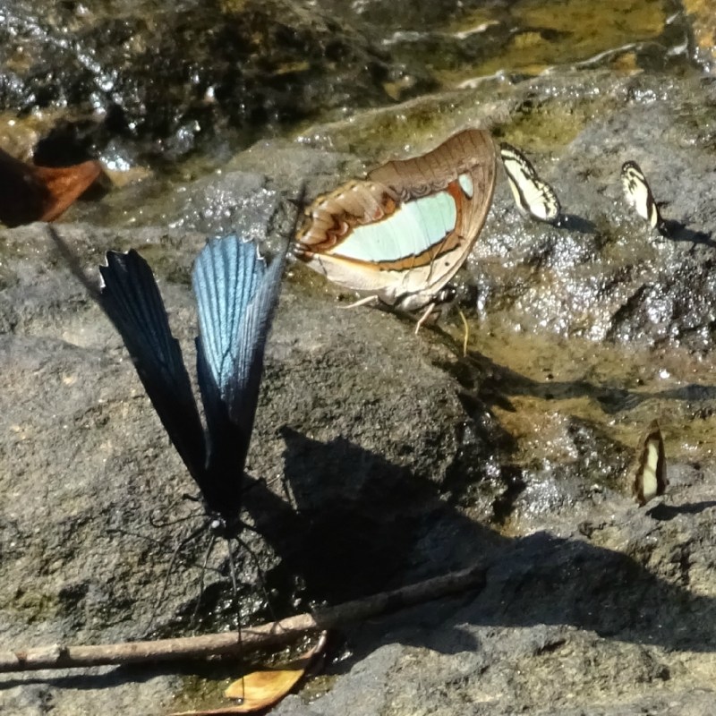 Vlinders, Kbal Spean, Siem&nbsp;Reap