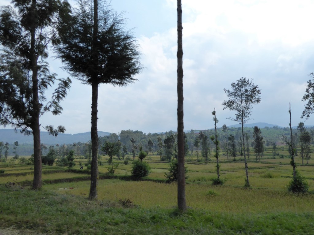 Rijstvelden tussen Kigali en&nbsp;Huye
