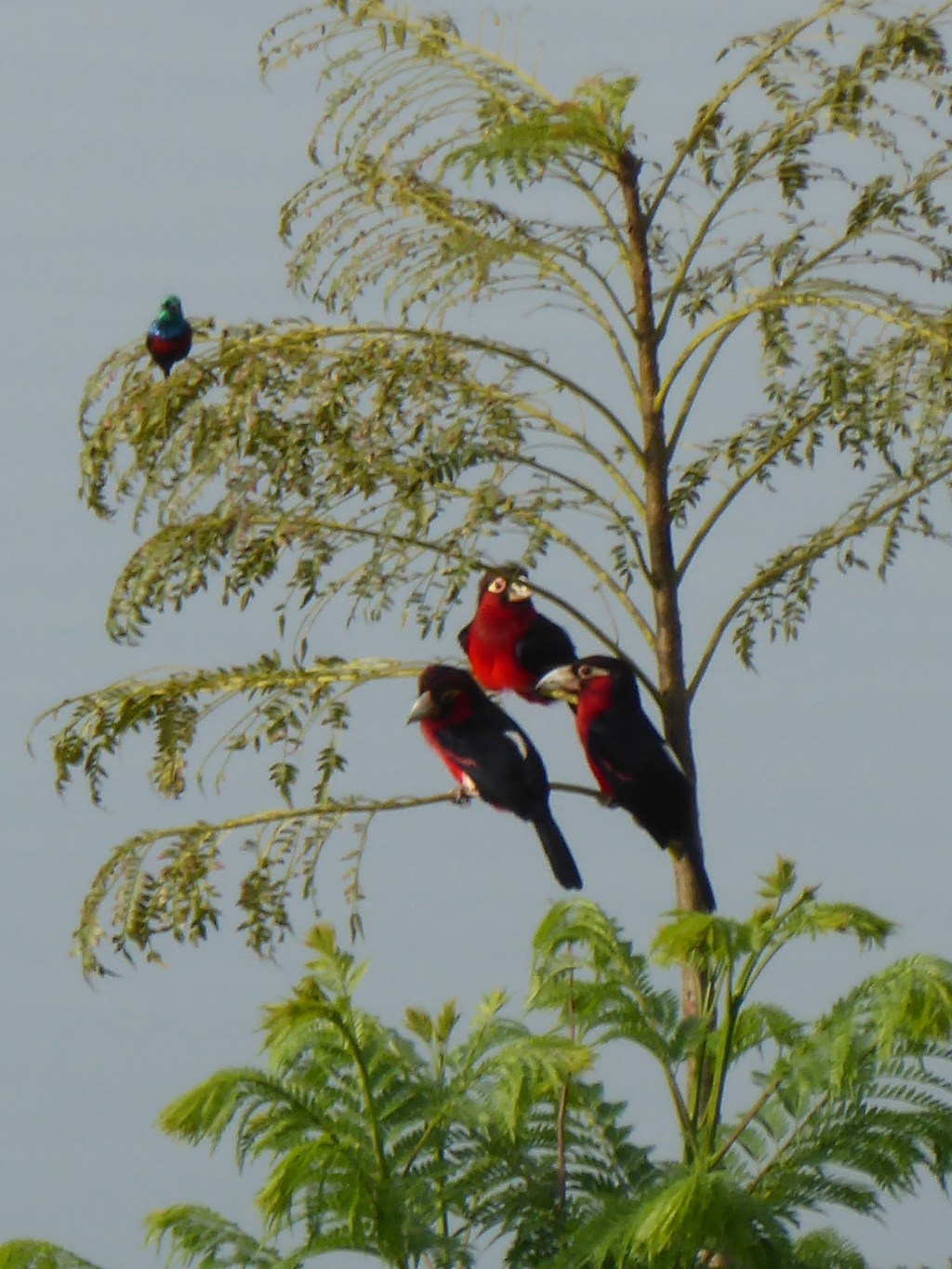 Er zit een vreemdeling in onze boom!