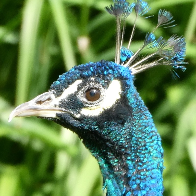 Trots als een&nbsp;pauw