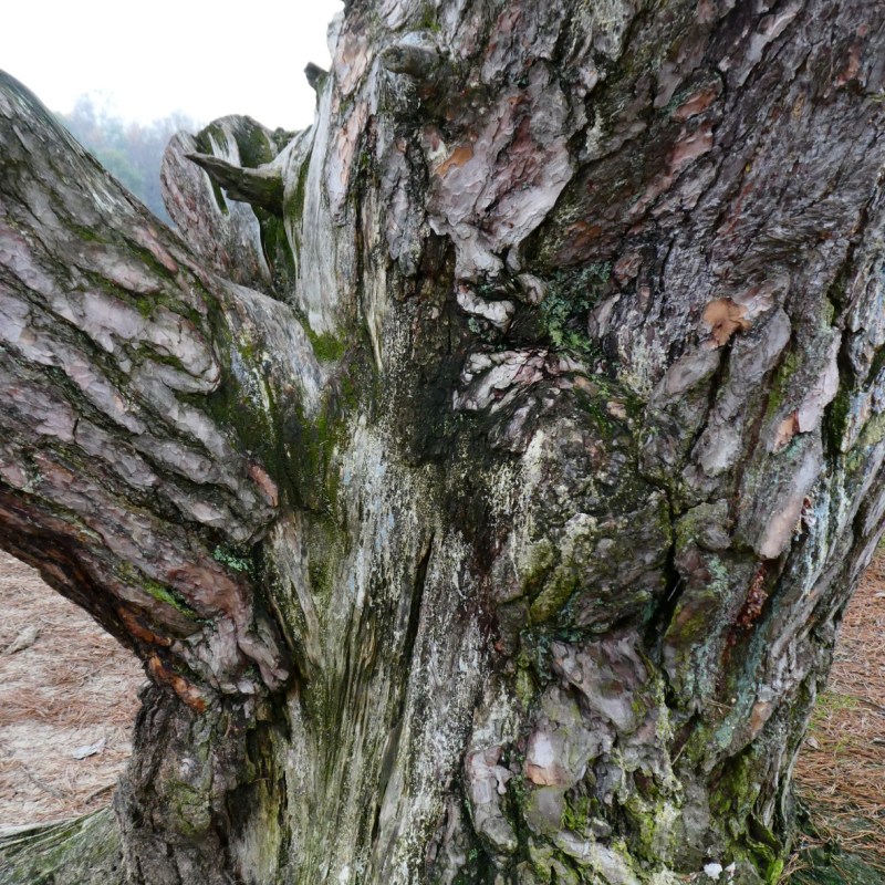 Bomen, Utrechtse Heuvelrug