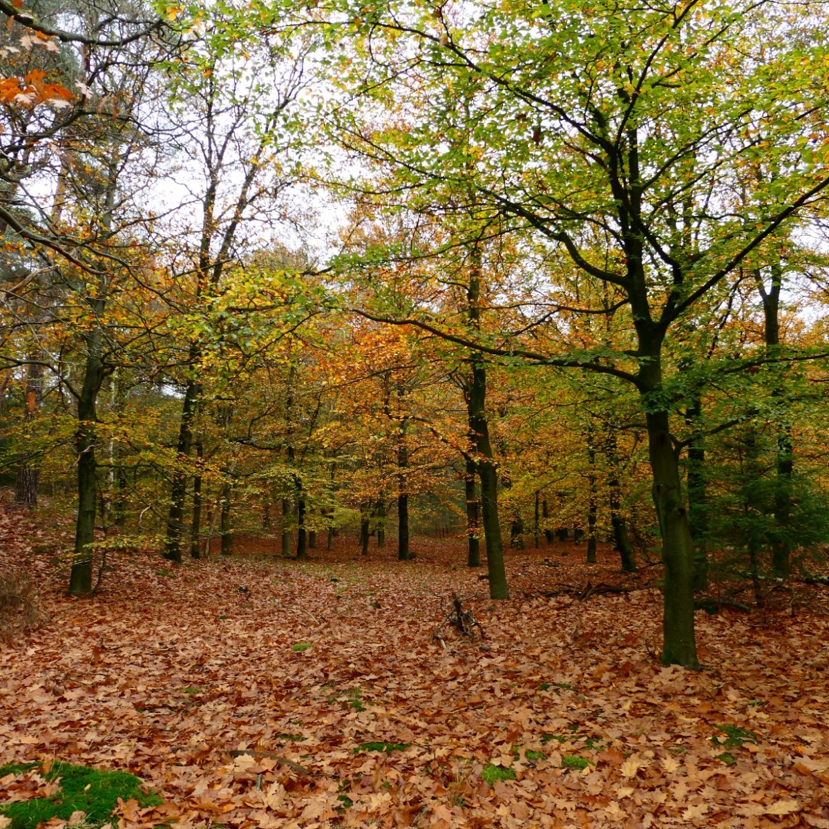 Bospaden, Utrechtse Heuvelrug