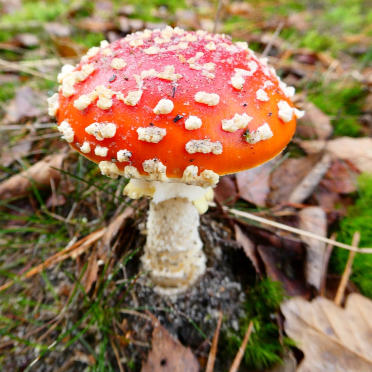 Paddenstoelen, Utrechtse Heuvelrug