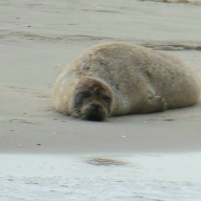 Zeehonden op de&nbsp;Maasvlakte