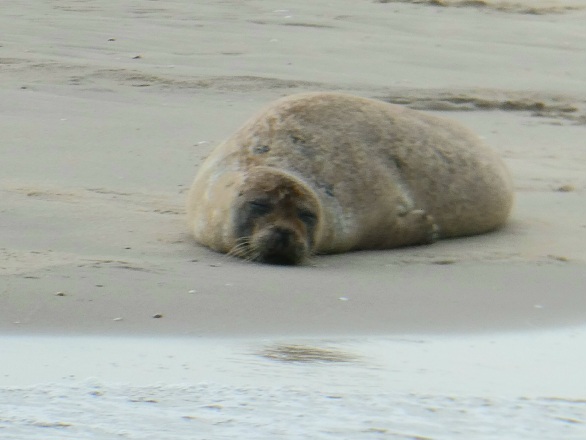Zeehonden op de&nbsp;Maasvlakte
