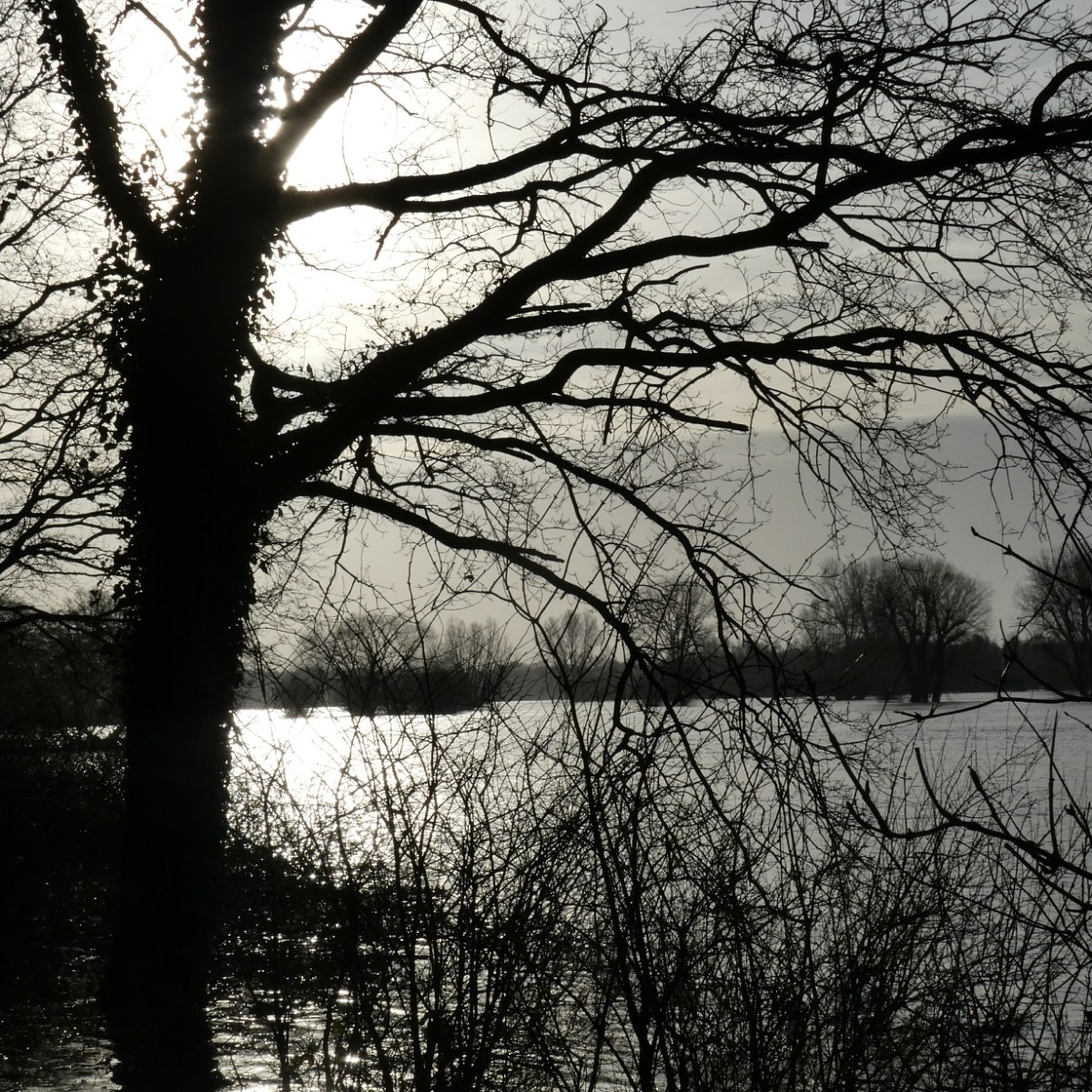 Tegenlicht op hoog&nbsp;water