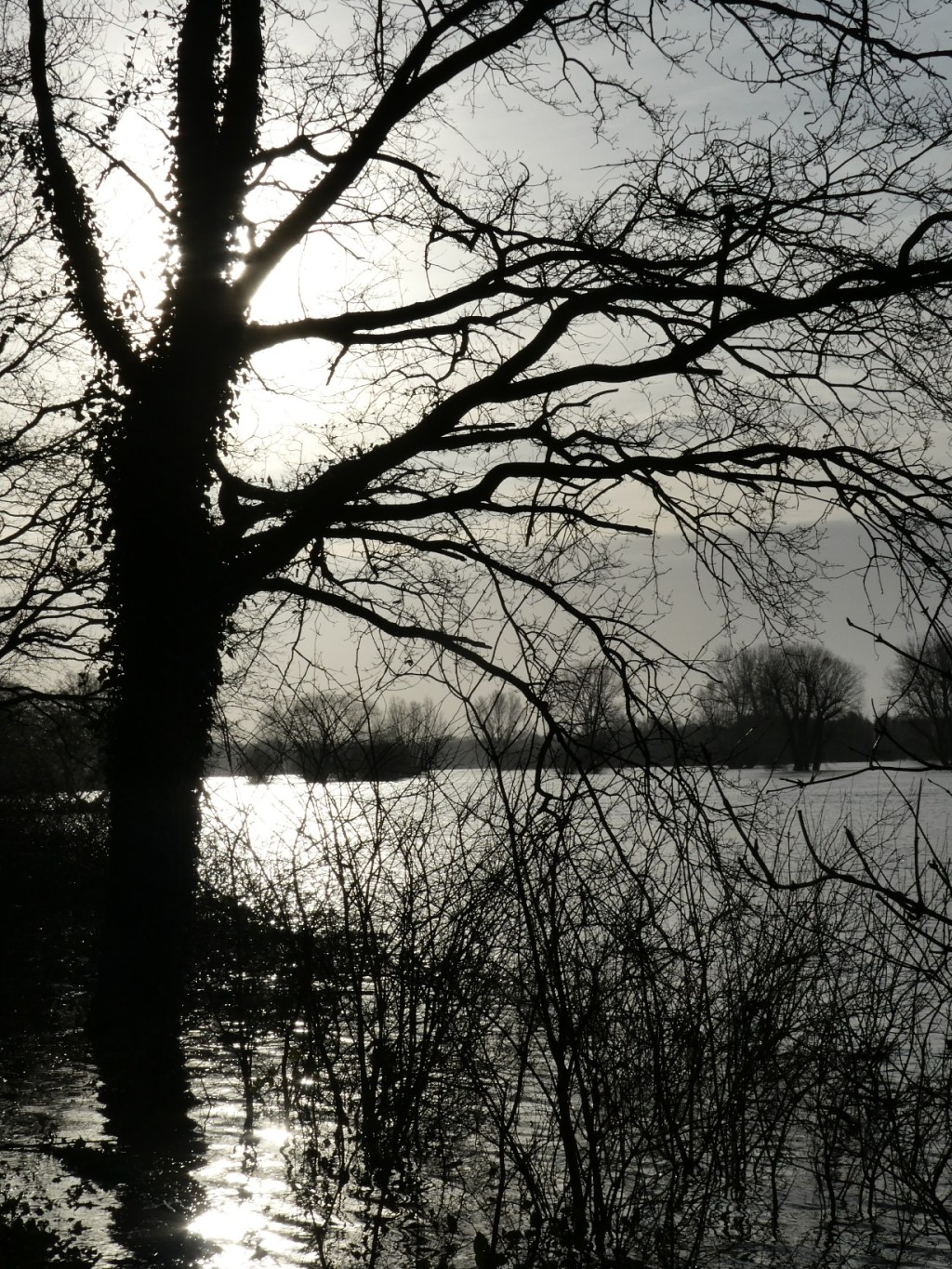 Tegenlicht op hoog&nbsp;water
