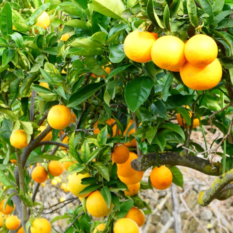 Sinaasappels en citroenen, Serra de&nbsp;Tramuntana
