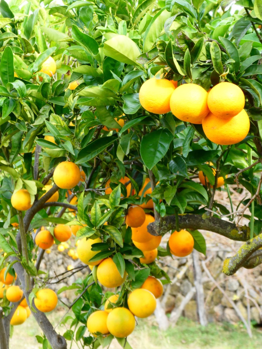 Sinaasappels en citroenen, Serra de&nbsp;Tramuntana