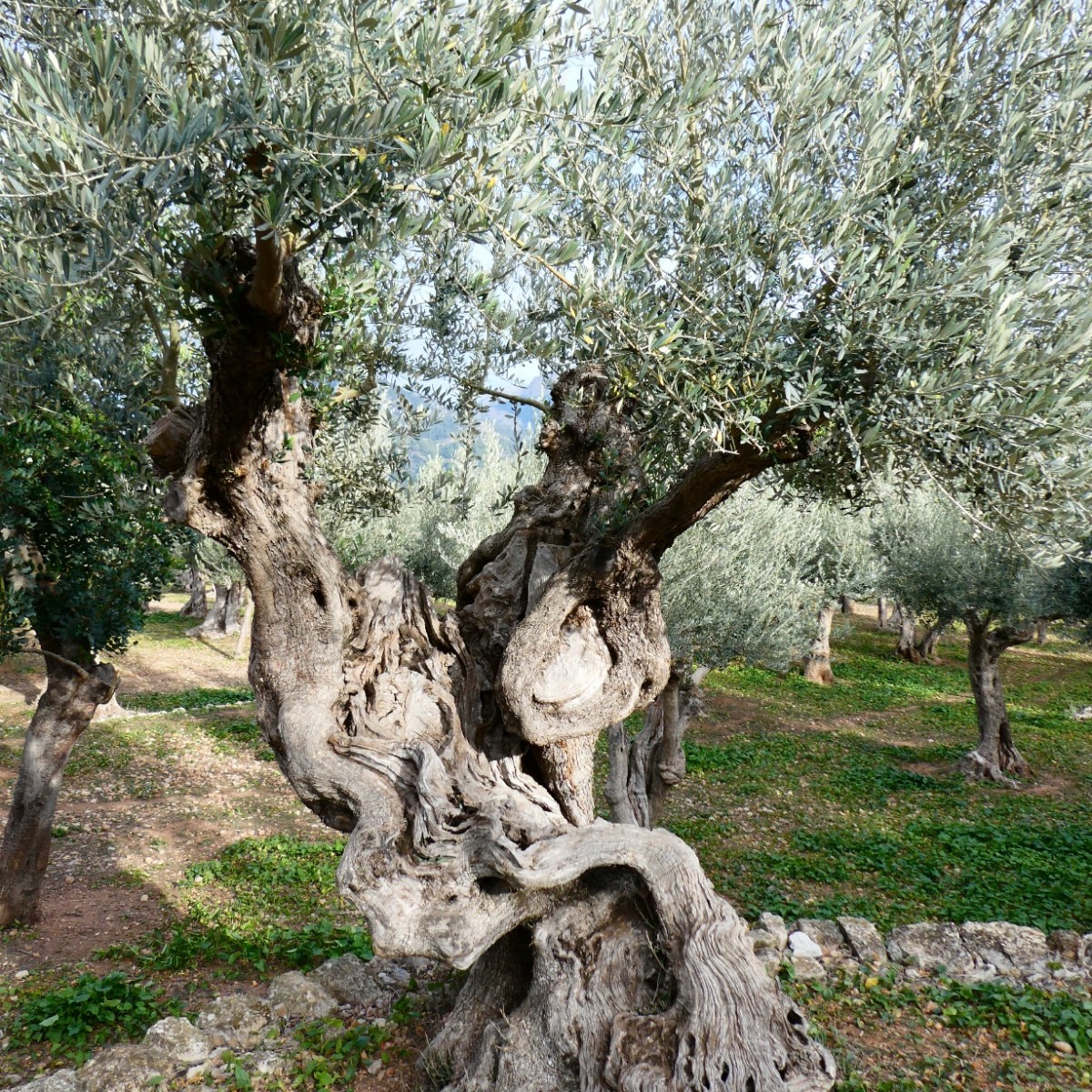Olijfbomen, Serra de&nbsp;Tramuntana