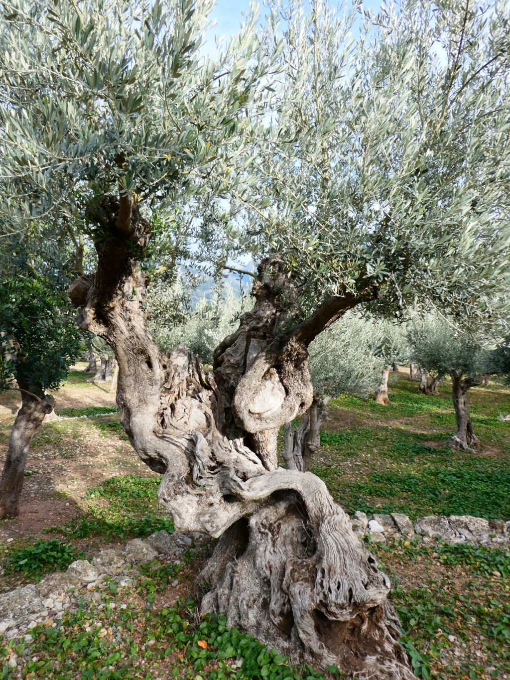 Olijfbomen, Serra de&nbsp;Tramuntana
