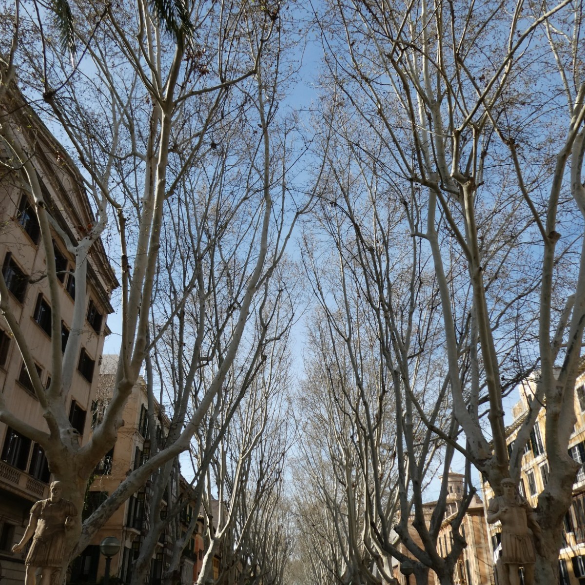 La Rambla, Palma de&nbsp;Mallorca