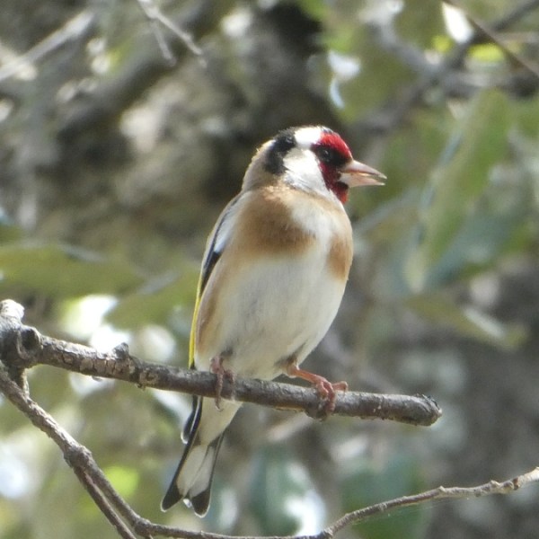 Vogels in Ses&nbsp;Païsses