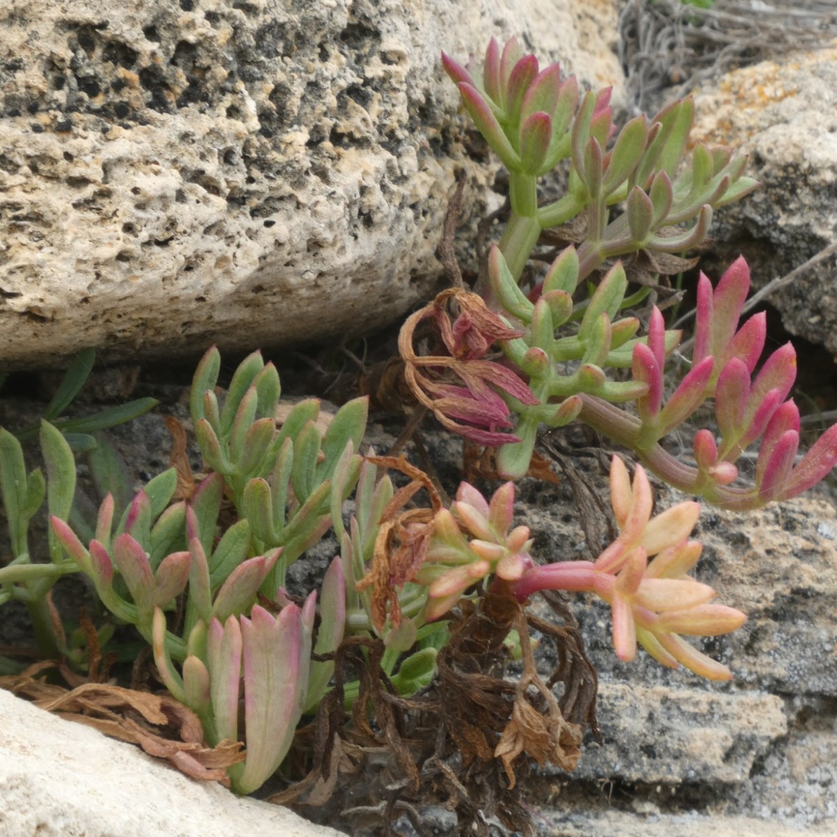 Bloemen, Son Real&nbsp;necropolis