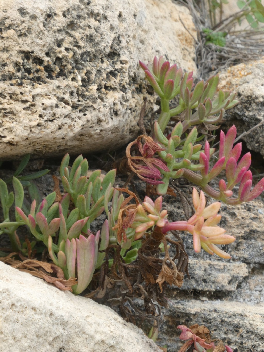 Bloemen, Son Real necropolis