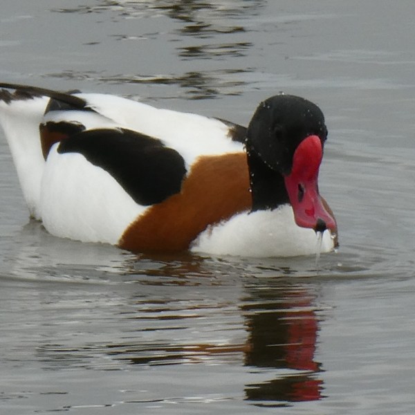 Vogels in S’Albufera