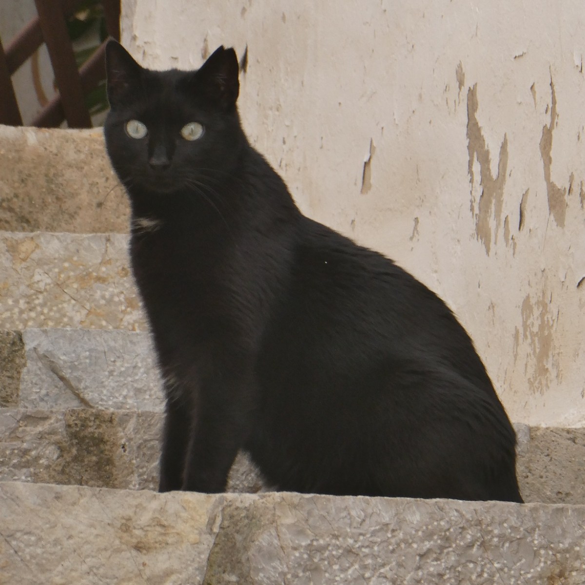 (Huis)dieren op Mallorca