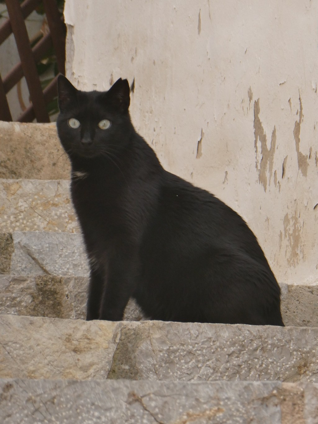 (Huis)dieren op Mallorca