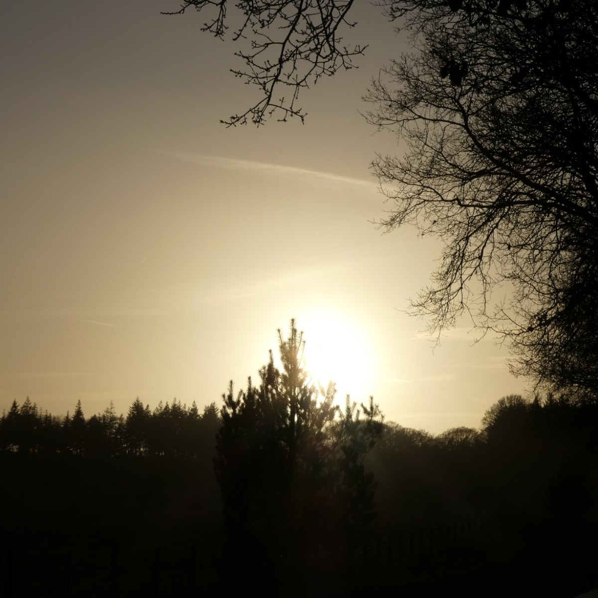 Winterlicht op de&nbsp;Veluwe