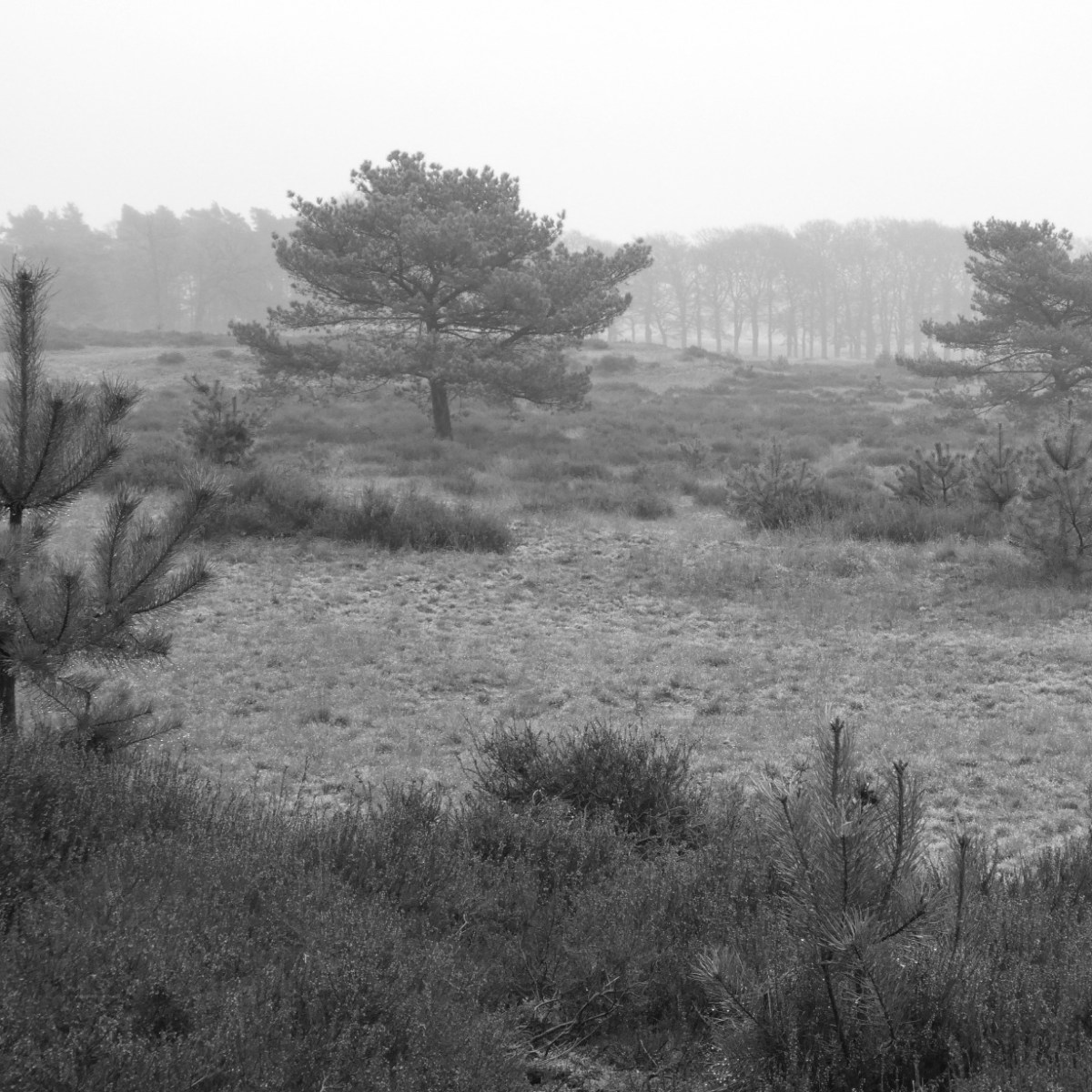 Veluwe in zwart-wit