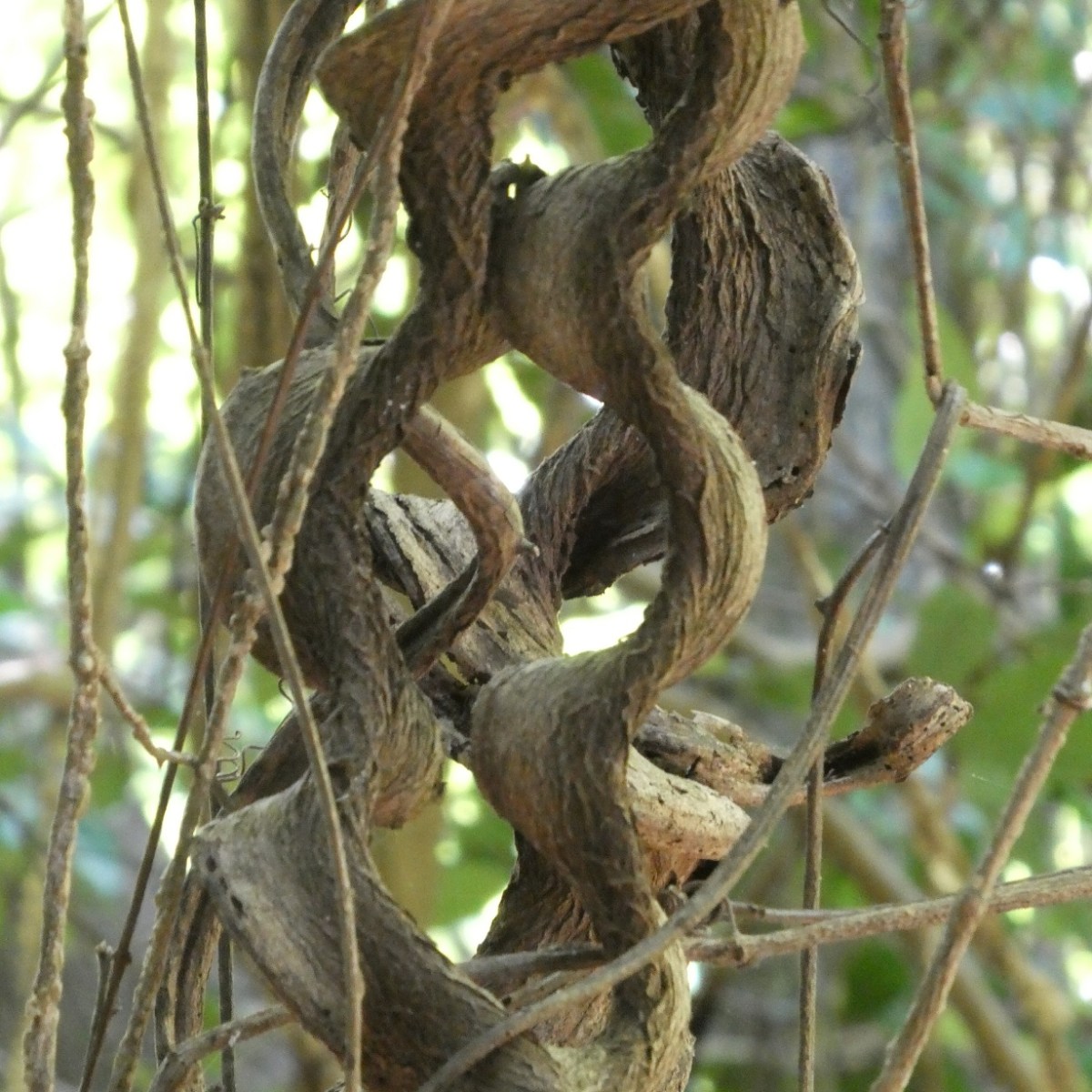 Lianen, Con Dao nationaal&nbsp;park