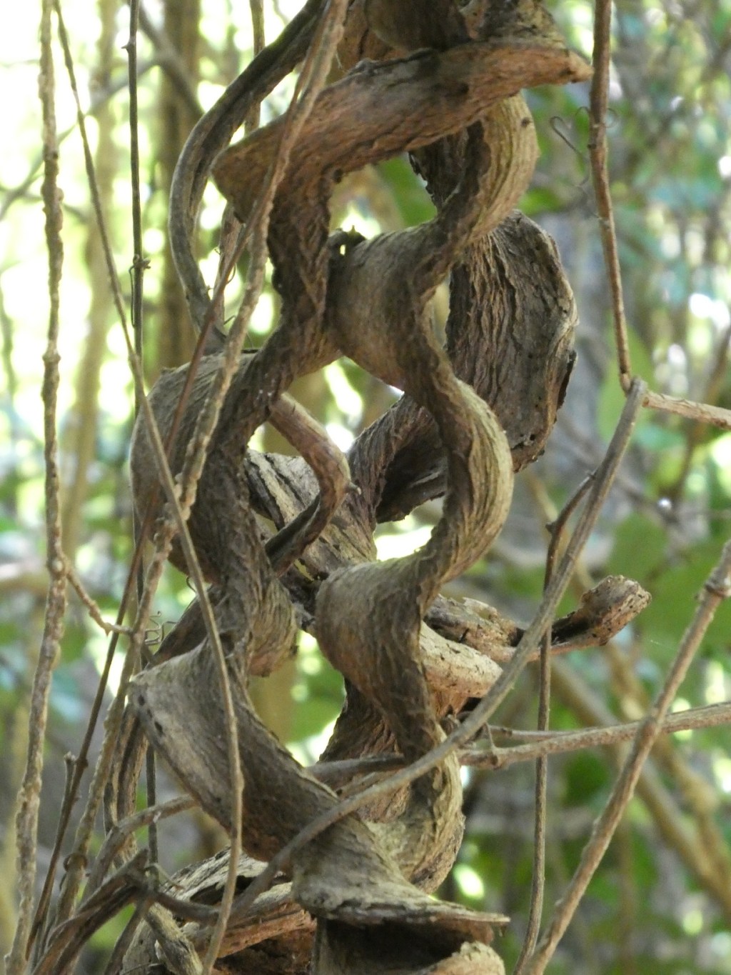 Lianen, Con Dao nationaal&nbsp;park