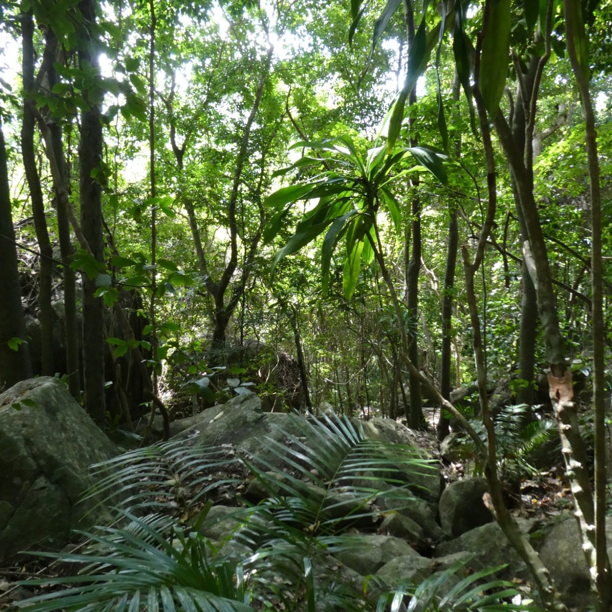 Con Dao nationaal&nbsp;park