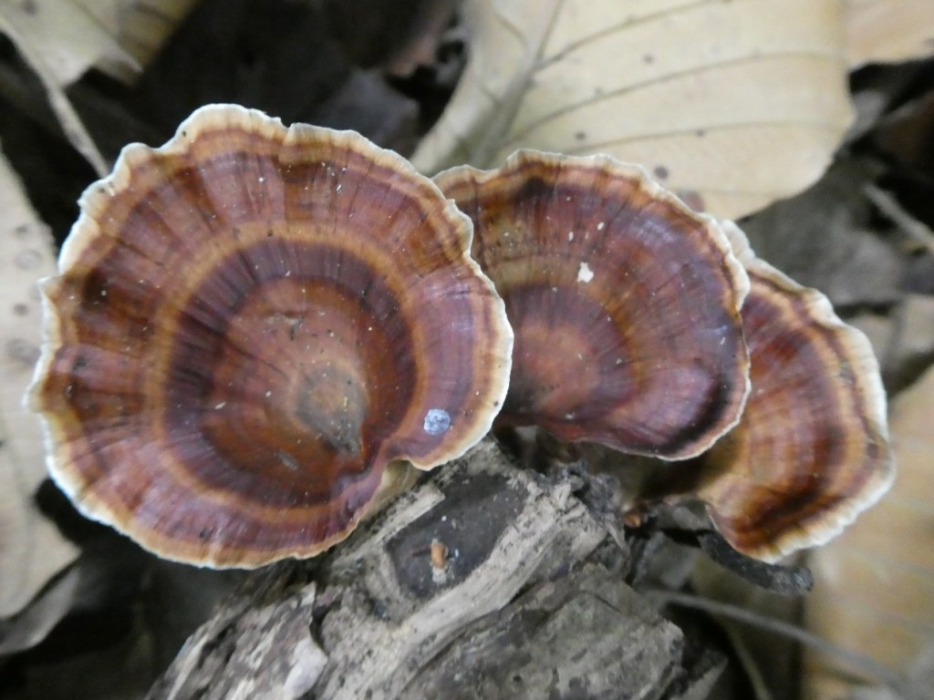 Paddenstoelen, Con Dao nationaal&nbsp;park