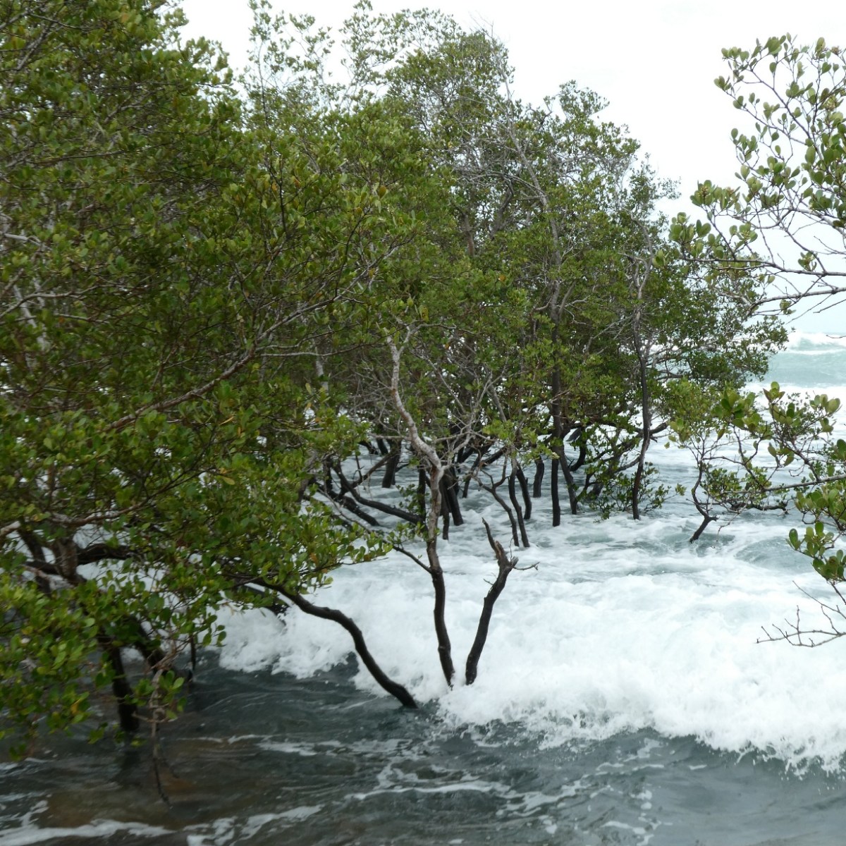 Mangrove, Con Dao