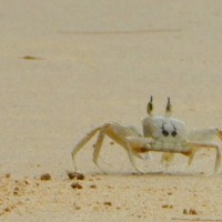 Krabben op het strand, Con&nbsp;Dao