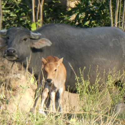 Koeien en waterbuffels