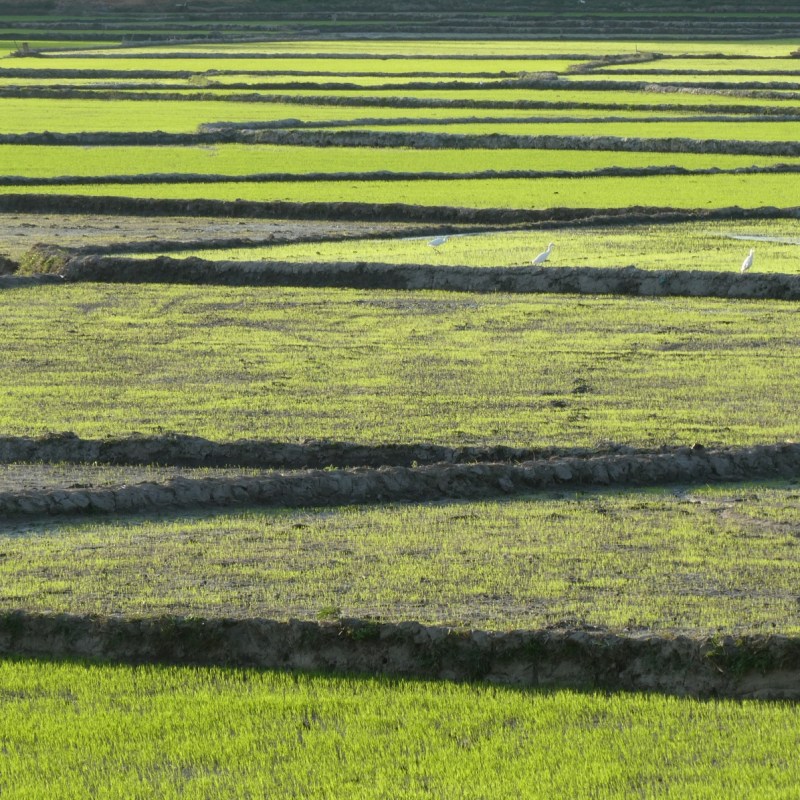 Rijstvelden rondom het&nbsp;Lakmeer