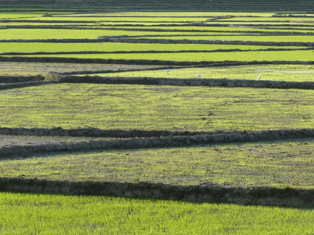 Rijstvelden rondom het&nbsp;Lakmeer