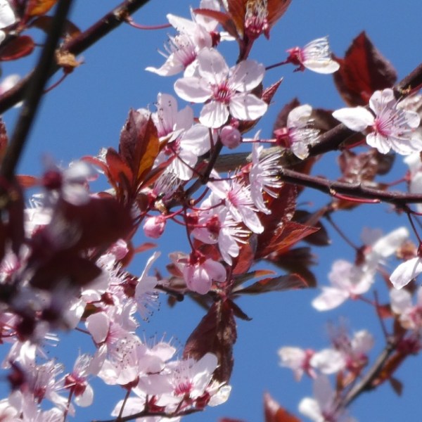 Bloesem rond de&nbsp;Möhnesee
