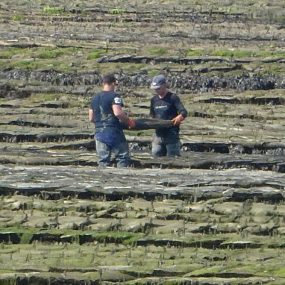 Oesters en mosselen van Sint&nbsp;Vaast