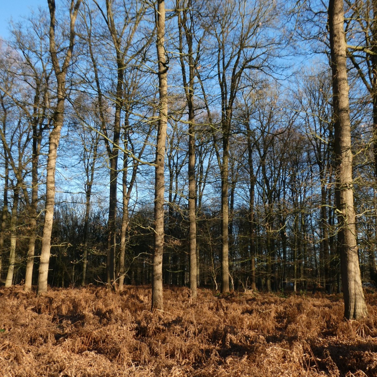 Landgoed Slangenburg