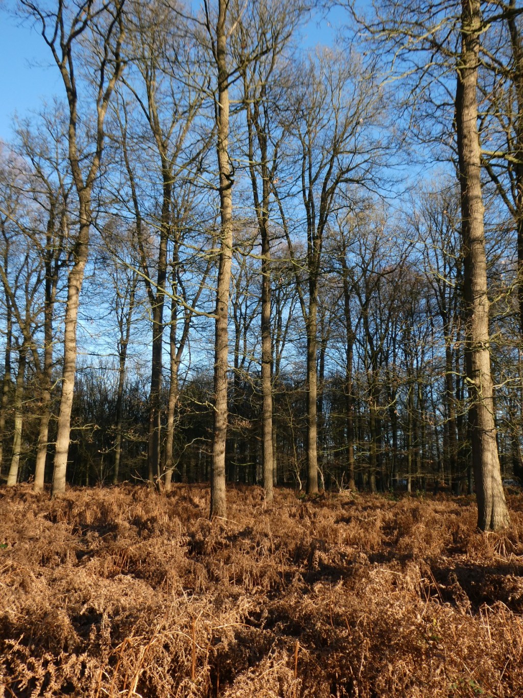 Landgoed Slangenburg