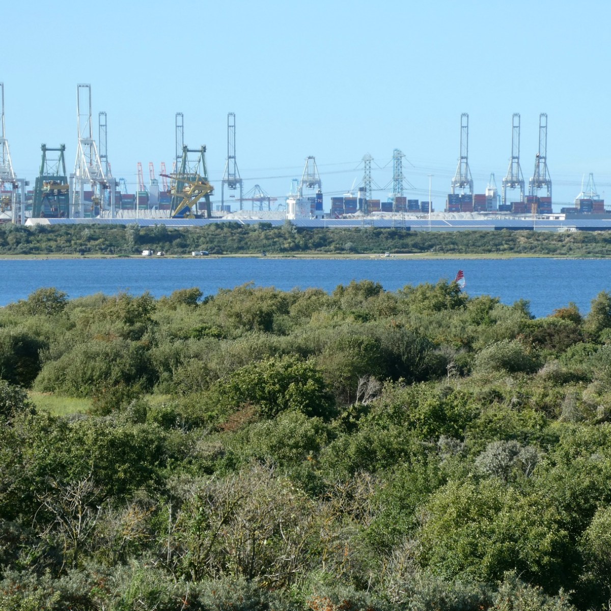 Natuur op de&nbsp;Maasvlakte