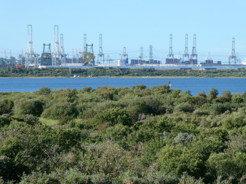 Natuur op de&nbsp;Maasvlakte