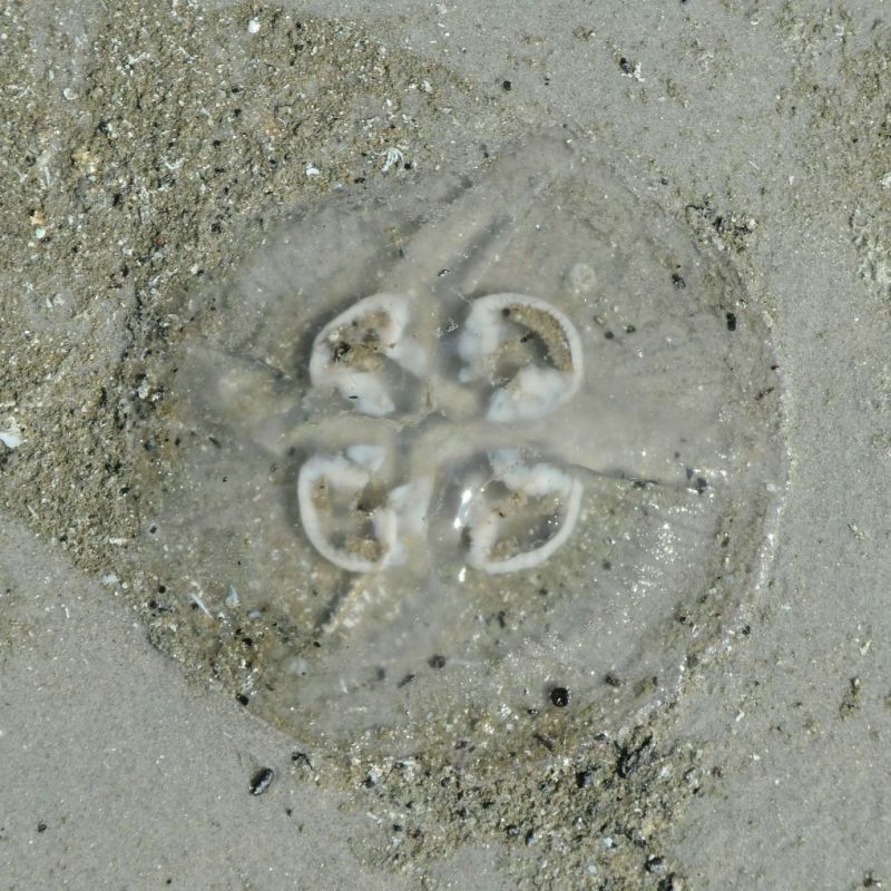 Kwallen op het strand,&nbsp;Ameland