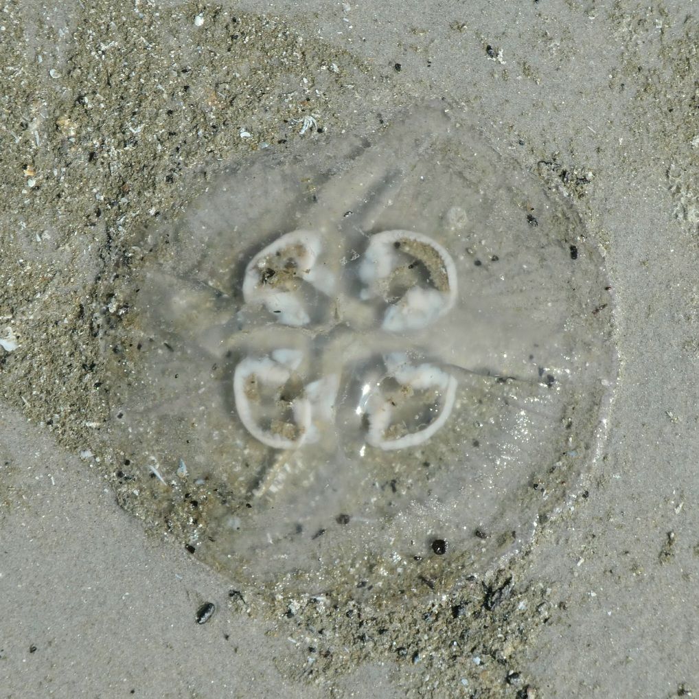 Kwallen op het strand, Ameland