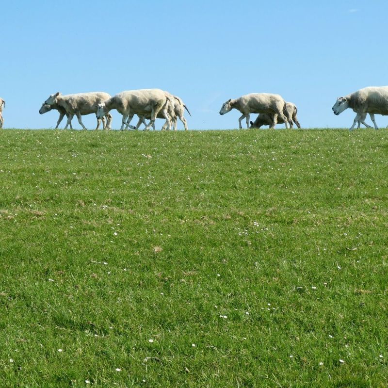Op de Waddendijk,&nbsp;Ameland