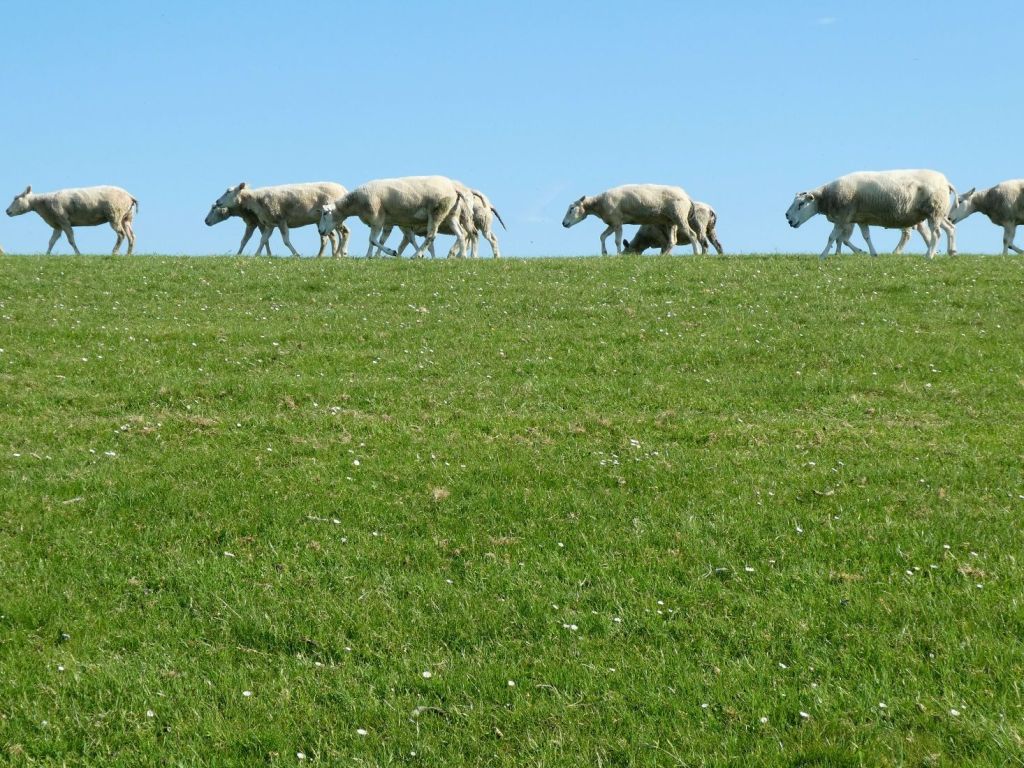 Op de Waddendijk, Ameland