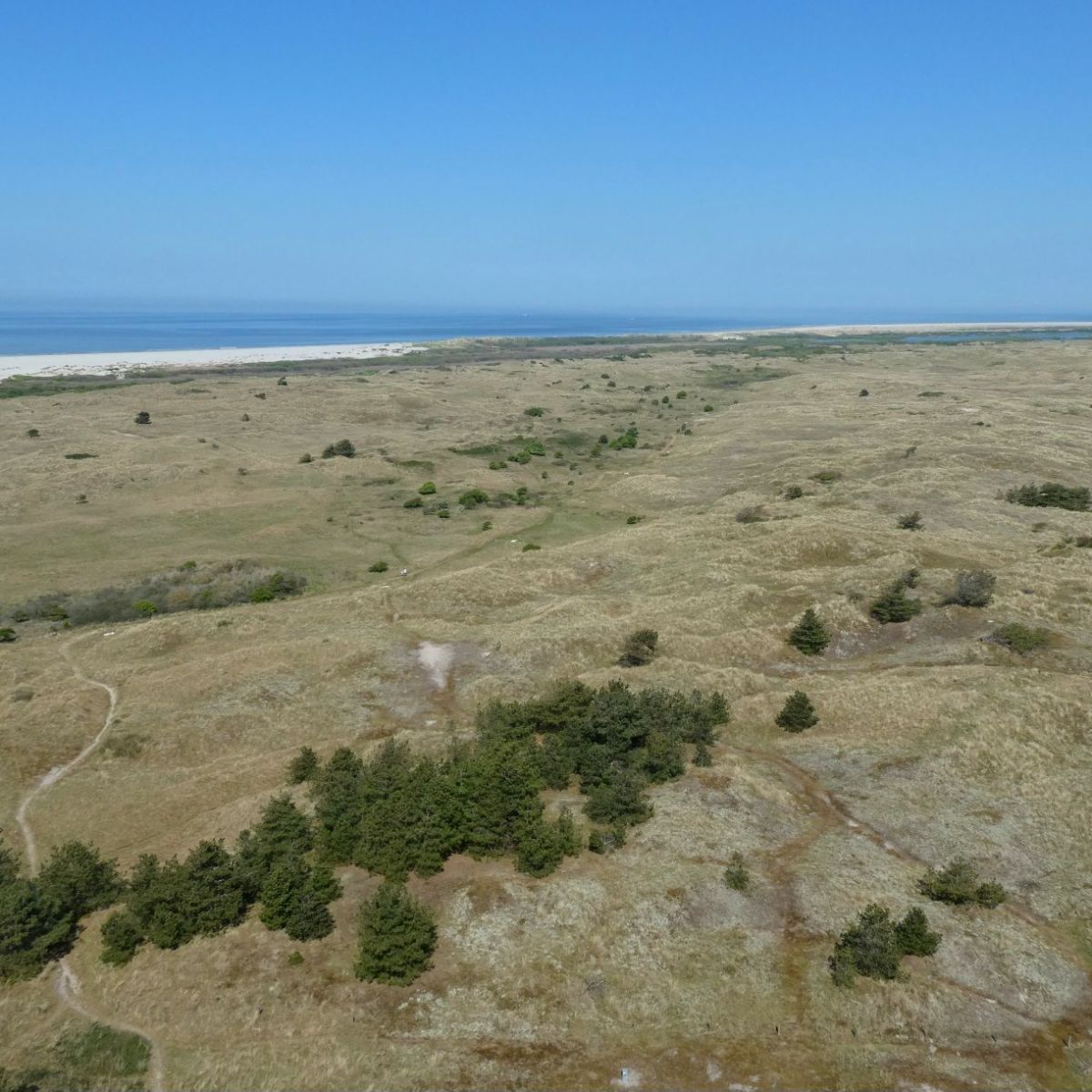 Noordzeeduinen, Ameland