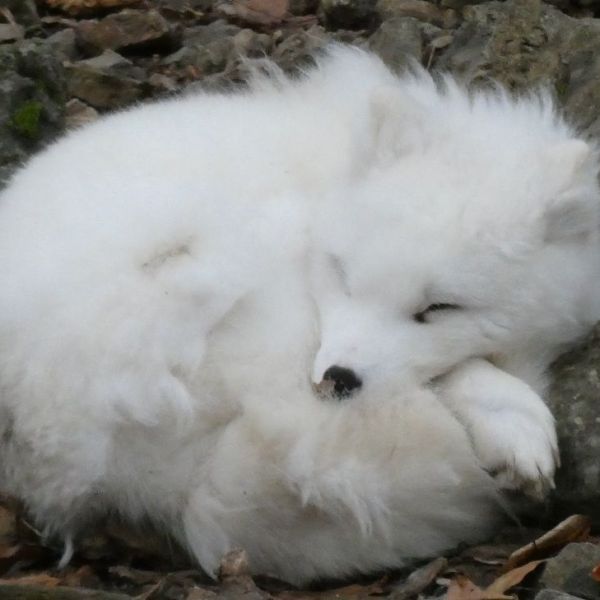 Wildpark, domein van de grotten van&nbsp;Han