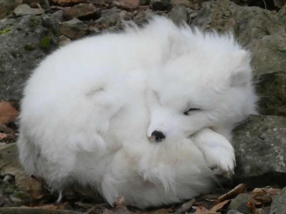 Wildpark, domein van de grotten van Han