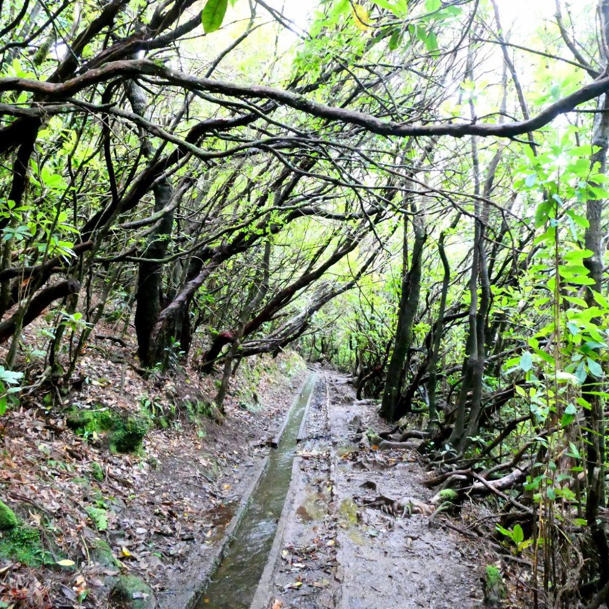 PR14, Levada dos&nbsp;Cedros