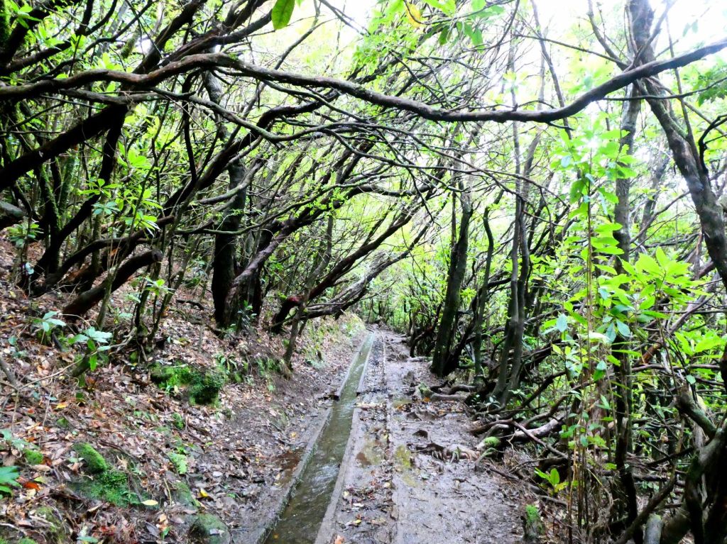 PR14, Levada dos Cedros